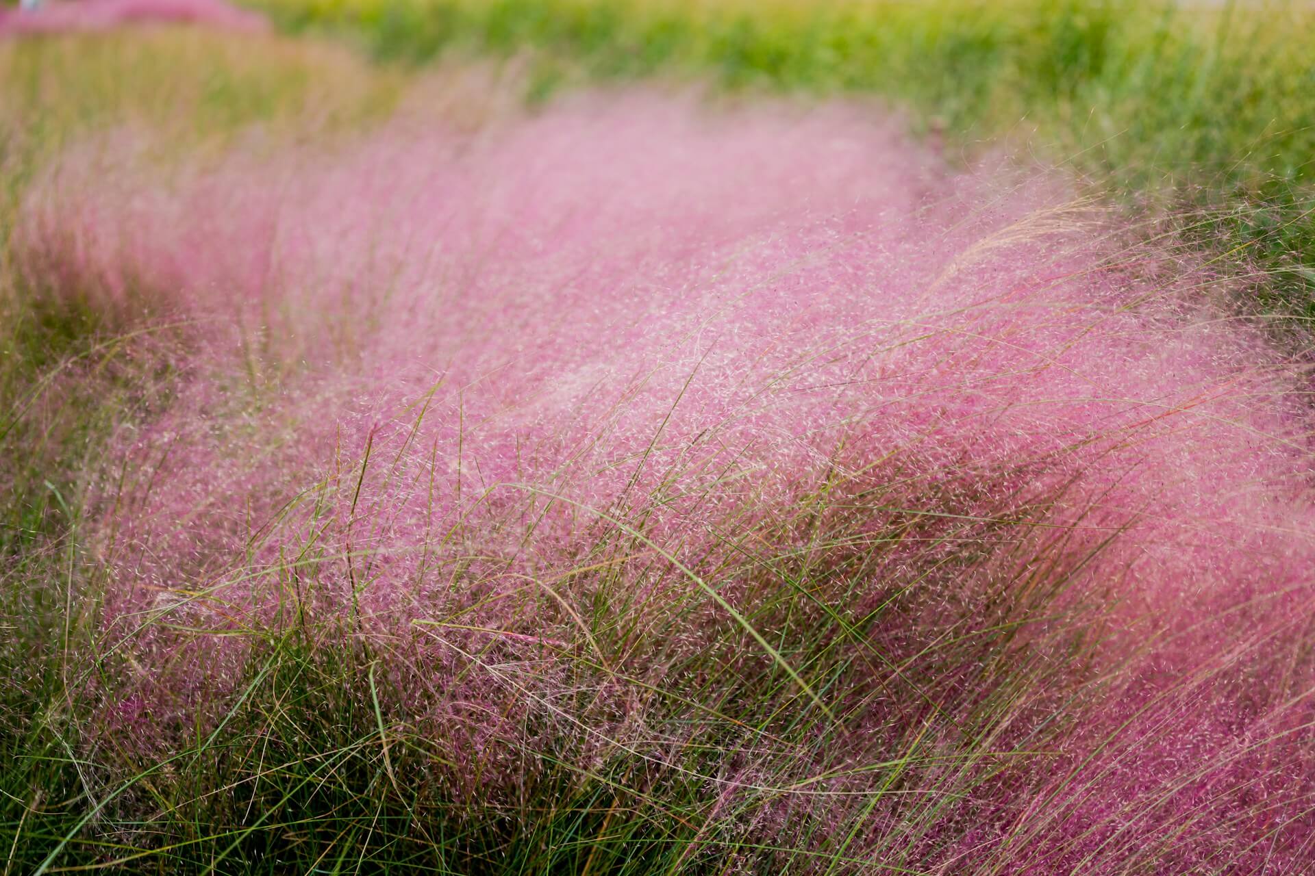The Best Ornamental Grasses for Florida